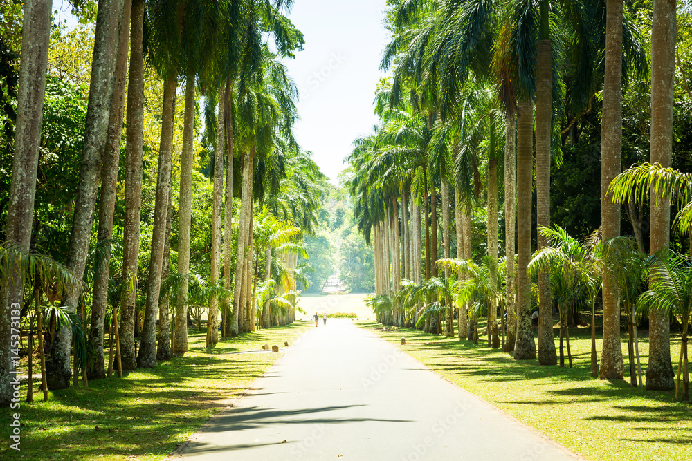 Palm alley, beautiful attractions of Sri Lanka