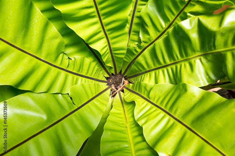 Peradeniya flower, Ceylon tropical flora closeup Peradeniya flower, Ceylon tropical flora closeup