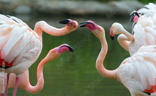 Beautiful Greater flamingos