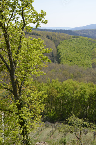 aussicht von der ruine moschellandsburg