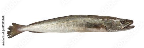 hake fish isolated photo