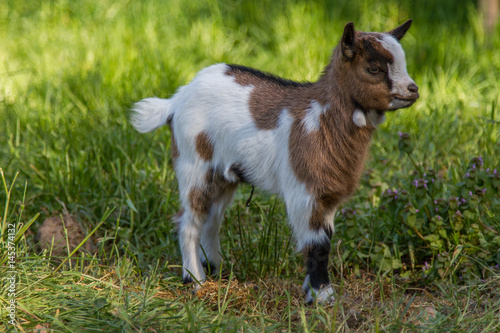 chevreau