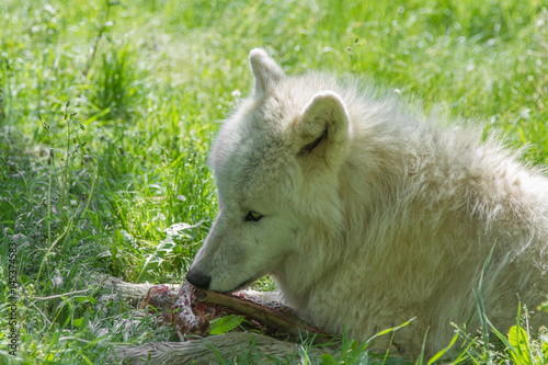 Loup arctique © SCHAWANN MICHAËL