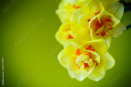 Fototapeta Naklejka Na Ścianę i Meble -  Bouquet of yellow daffodils