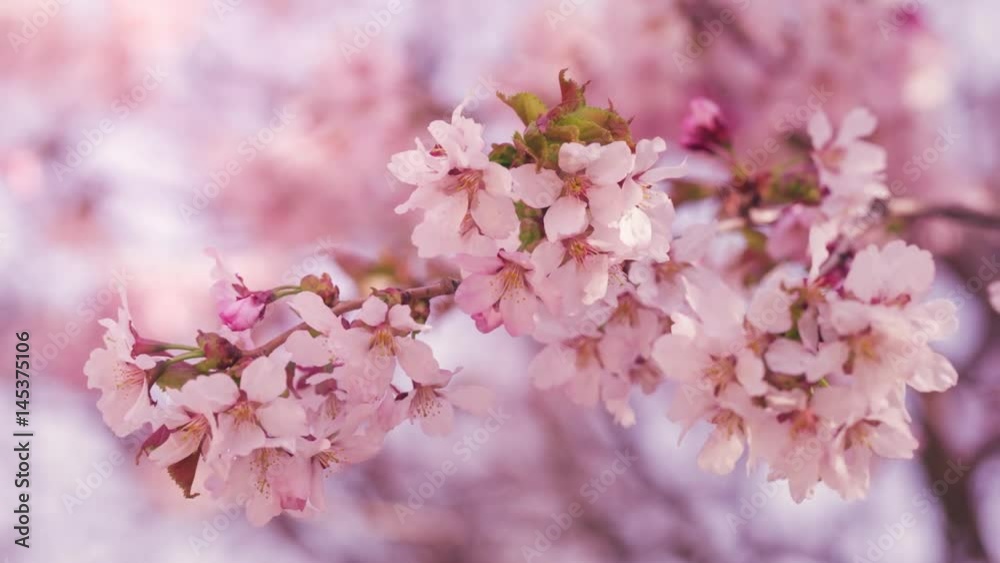 closeup of sakura flowers blossom in spring sunny morning slightly toned, prores footage