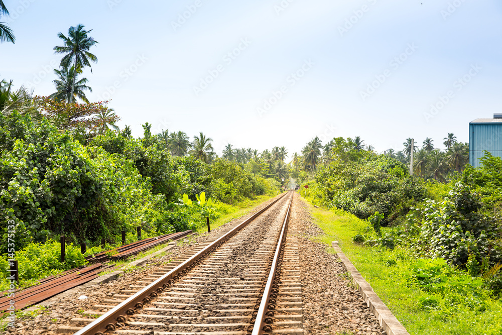 Obraz premium Palm forest across railway road on Ceylon
