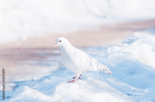 white dove in the snow © mycteria