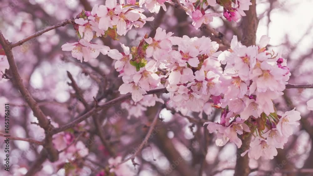 closeup of sakura flowers blossom in spring sunny morning slightly toned, prores footage closeup of sakura flowers blossom in spring sunny morning slightly toned, prores footage