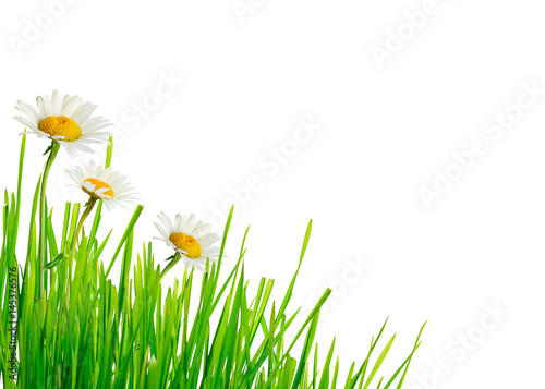 Green grass and daisy flowers corner