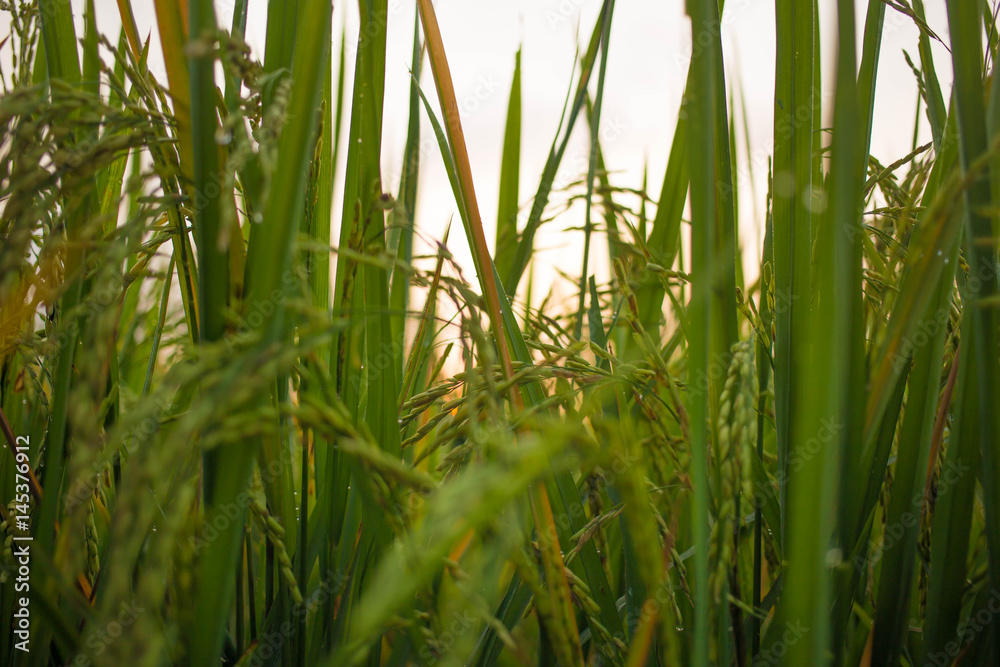 Fototapeta premium rice field