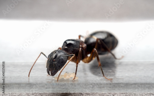 Close-up image of the queen Carpenter Ant (Camponotus Sp.) to prevent eggs in test tube