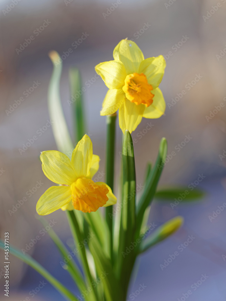 Yellow daffodil flower Yellow daffodil flower
