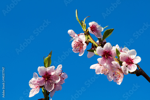blossoming peach on a blue background