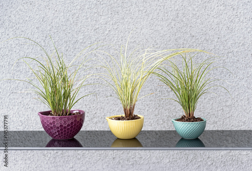 Colorful flowerpots with decorative grass.