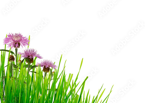 Green grass and thistle flo...