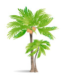 Isolated green palm on white background. Tropic exotic landscape.