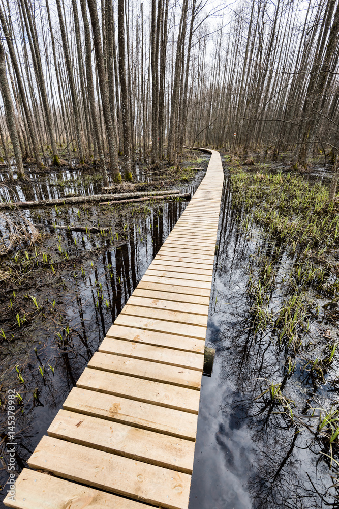 Obraz premium wooden footbridge in the bog