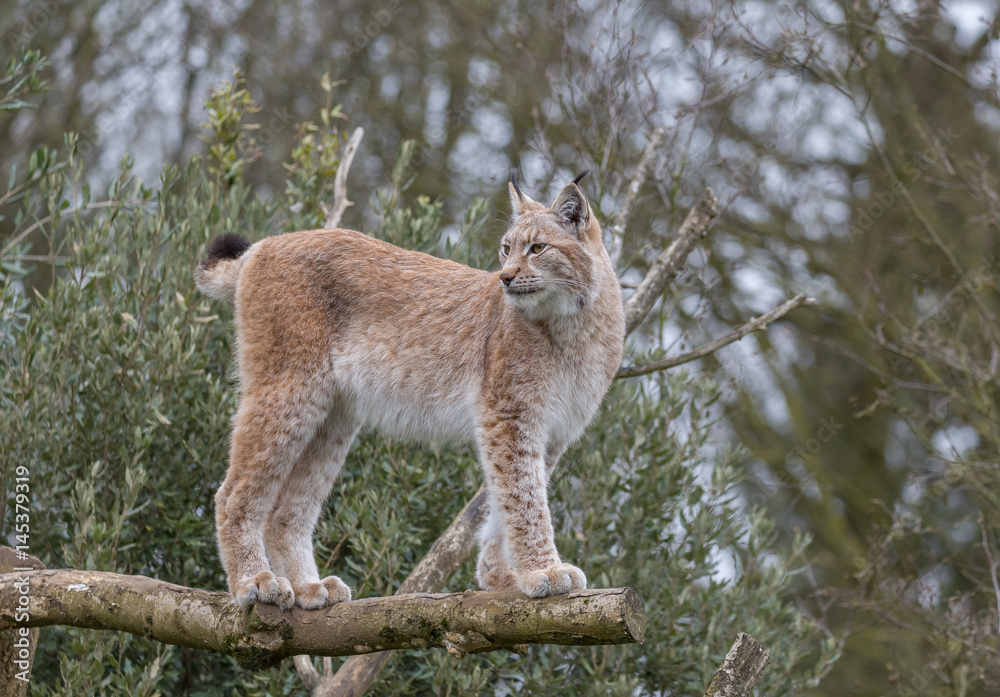 Fototapeta premium European Lynx