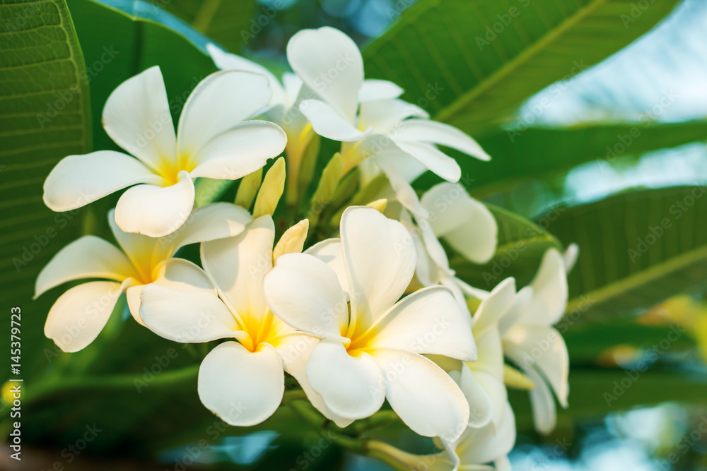 Frangipani flowers Frangipani flowers