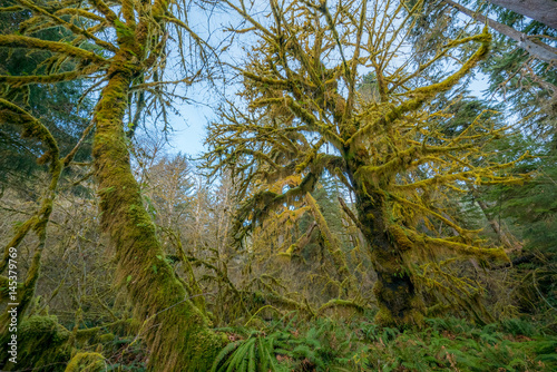 Trees covered in moss in a temperate Hoh Rain Forest. Olympic National Park  Washington state  USA