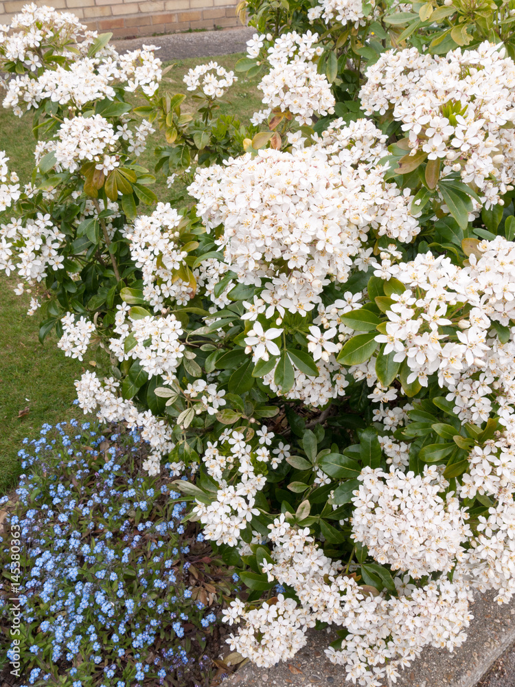 beautiful bush of bunches of white flower heads in spring light with some small blue flower heads in the bottom left corner beautiful bush of bunches of white flower heads in spring light with some small blue flower heads in the bottom left corner