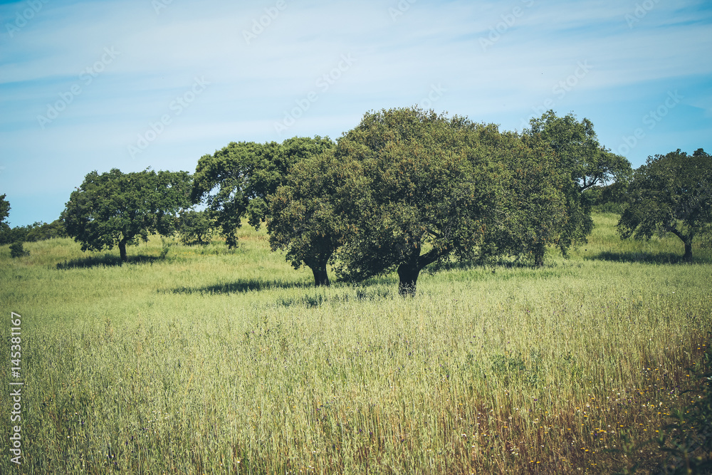 Agricultural fields with Cork oaks in Alentejo Portugal