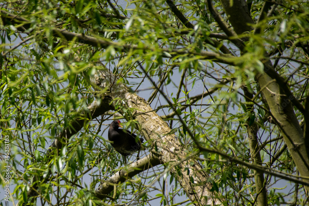 Low angle view of a moorhen in a tree