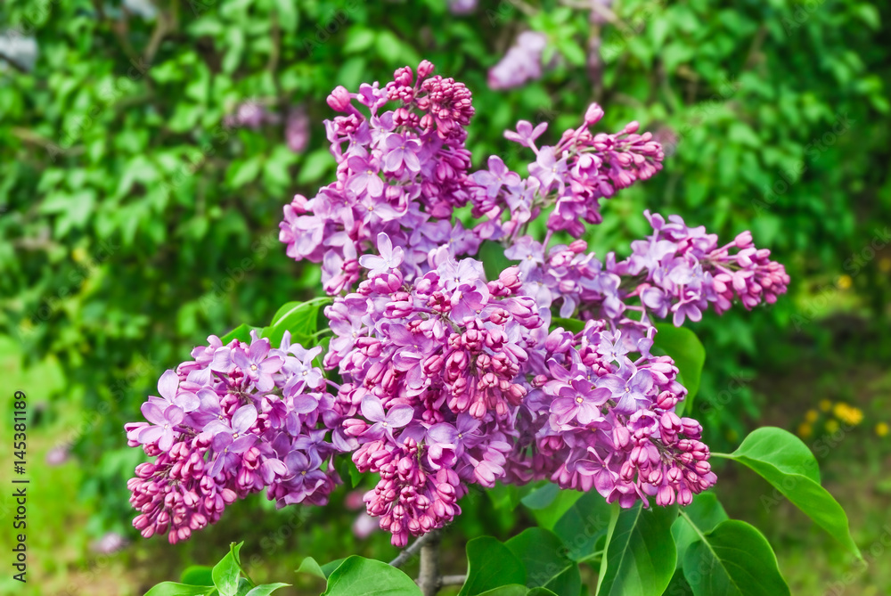 Blooming varietal selection lilac (Syrínga) Blooming varietal selection lilac (Syrínga)