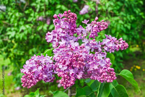 Blooming varietal selection lilac  Syr  nga 