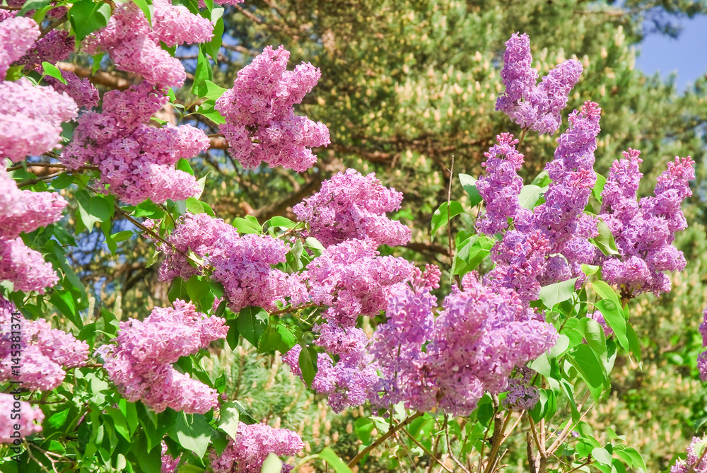 Blooming varietal selection purple lilac (Syrínga). The Sort Of Blooming varietal selection purple lilac (Syrínga). The Sort Of
