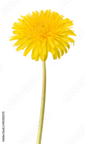 Fototapeta Naklejka Na Ścianę i Meble -  dandelion flowers isolated
