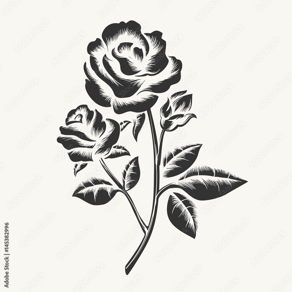 Rose etching. Vector black hand drawn roses engraving isolated on white ...