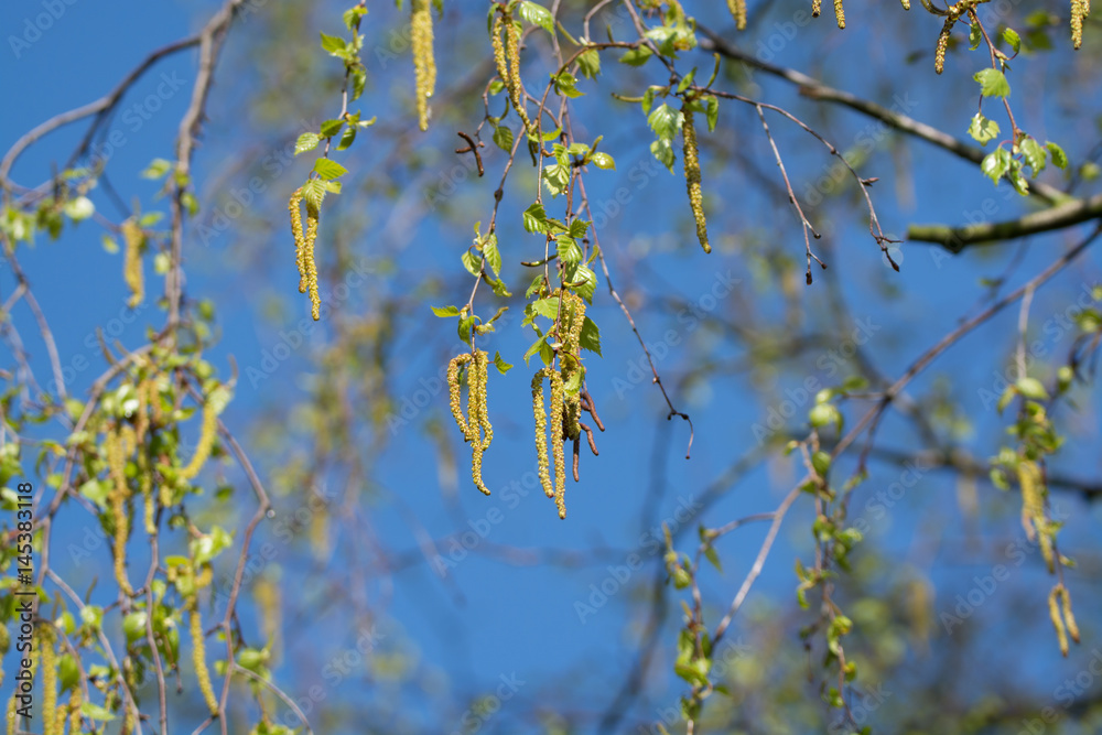 Seasonal allergy - birch tree blossom, pollen Seasonal allergy - birch tree blossom, pollen