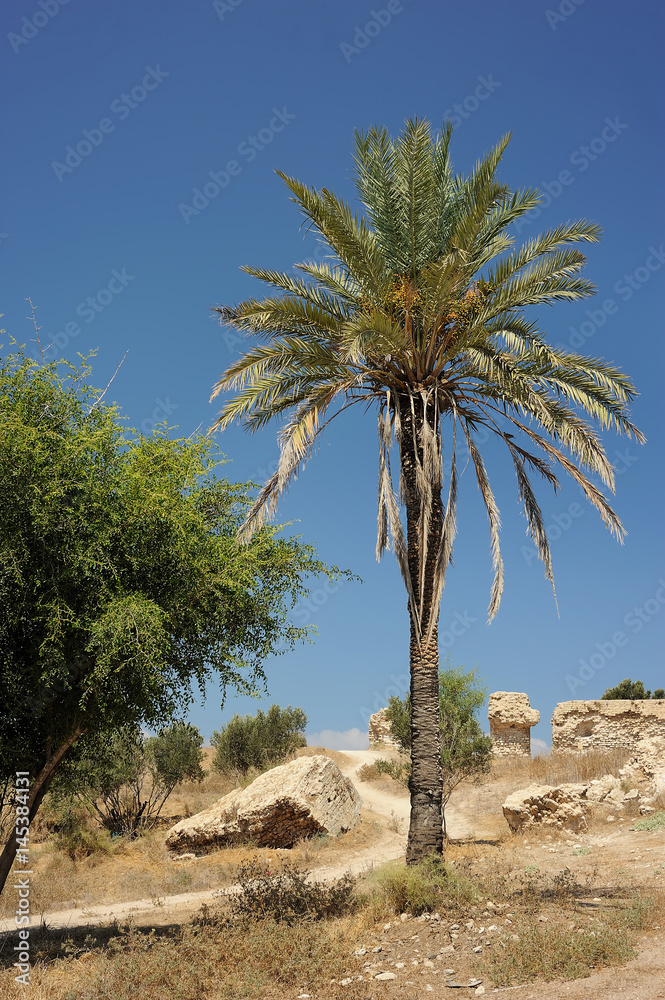 Park of Ashkelon in Israel