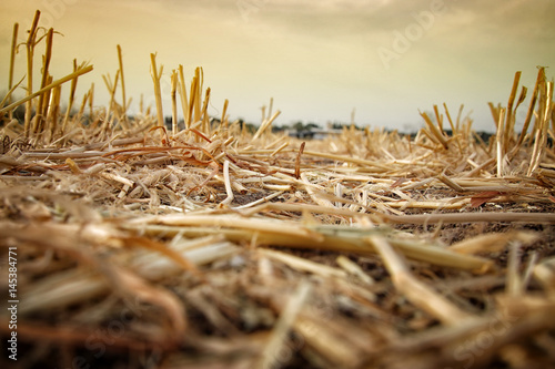 Low angle of dry grass. Global warming concept