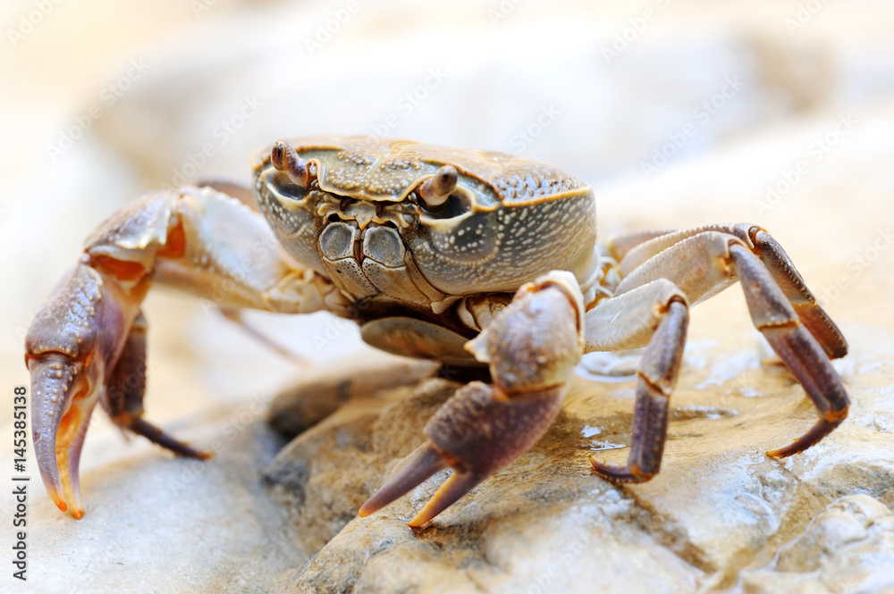 Freshwater land crab