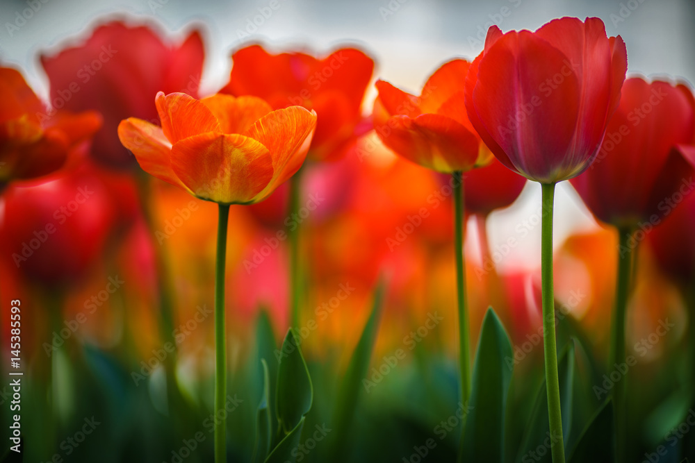 Tulip Field in the Spring