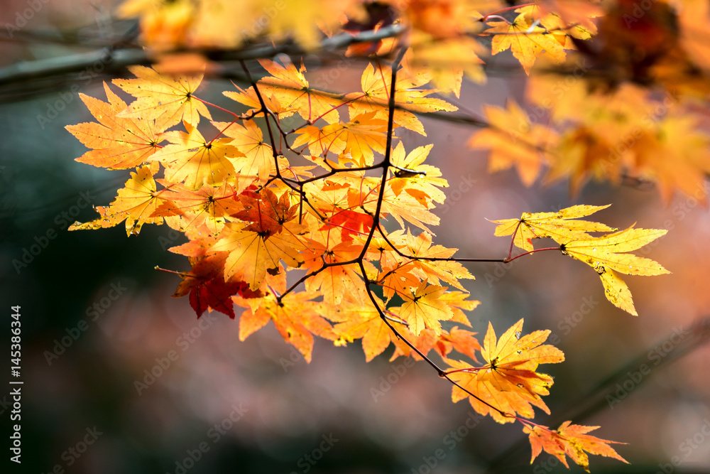 autumn fall background autumn fall background