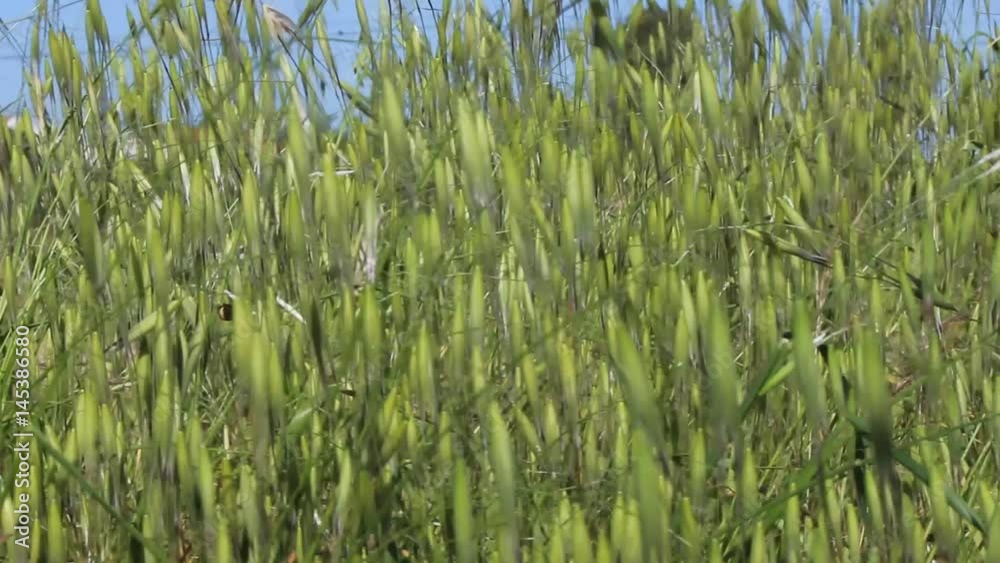 green field waving in the wind