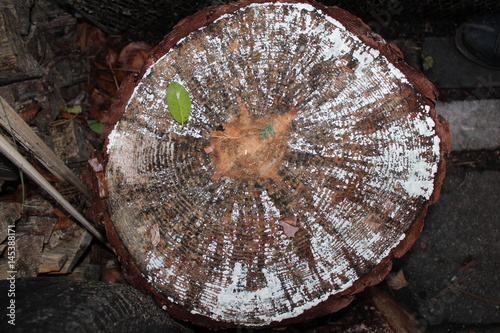 Baumstumpf mit weißem Schimmel