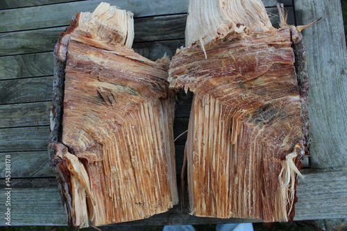 2 harzreiche Holzscheite aus Kienholz