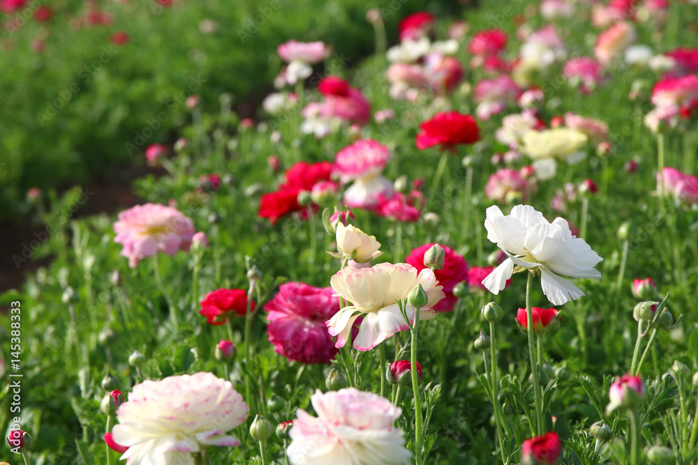Image of beautiful pink and white spring flowers. Image of beautiful pink and white spring flowers.