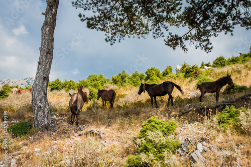Obraz na płótnie 2016 Albania wild horses in their natural habitat w salonie