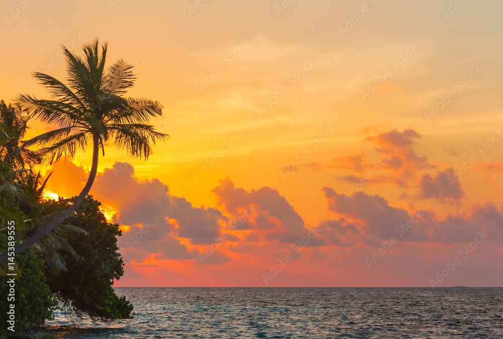 tropical beach with palm tree in the Maldives at sunset tropical beach with palm tree in the Maldives at sunset