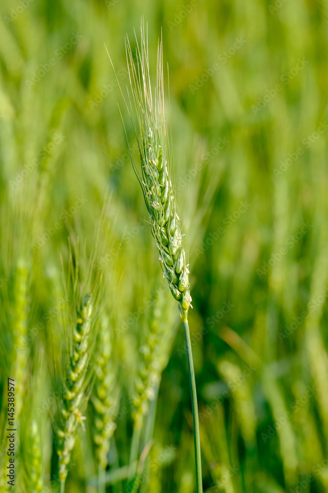 Green wheat closeup