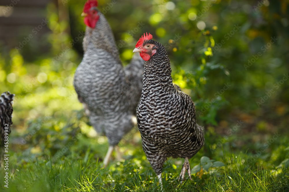 Fototapeta premium Rooster and chickens on a background of green plants.
