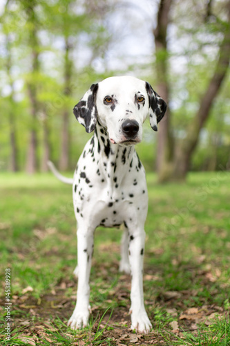 dalmatian