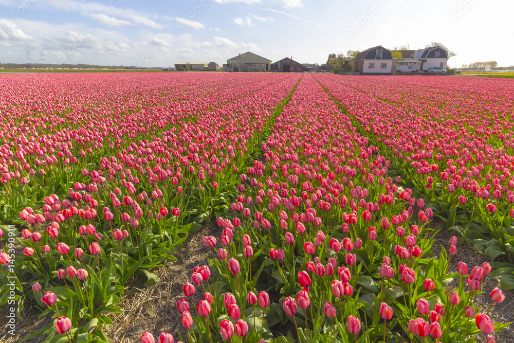 Beautiful flower field in spring time in The Netherlands.