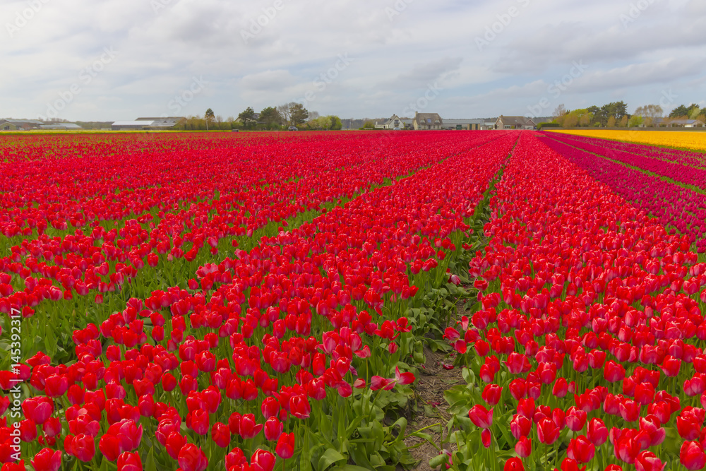 Beautiful flower field in spring time in The Netherlands. Beautiful flower field in spring time in The Netherlands.