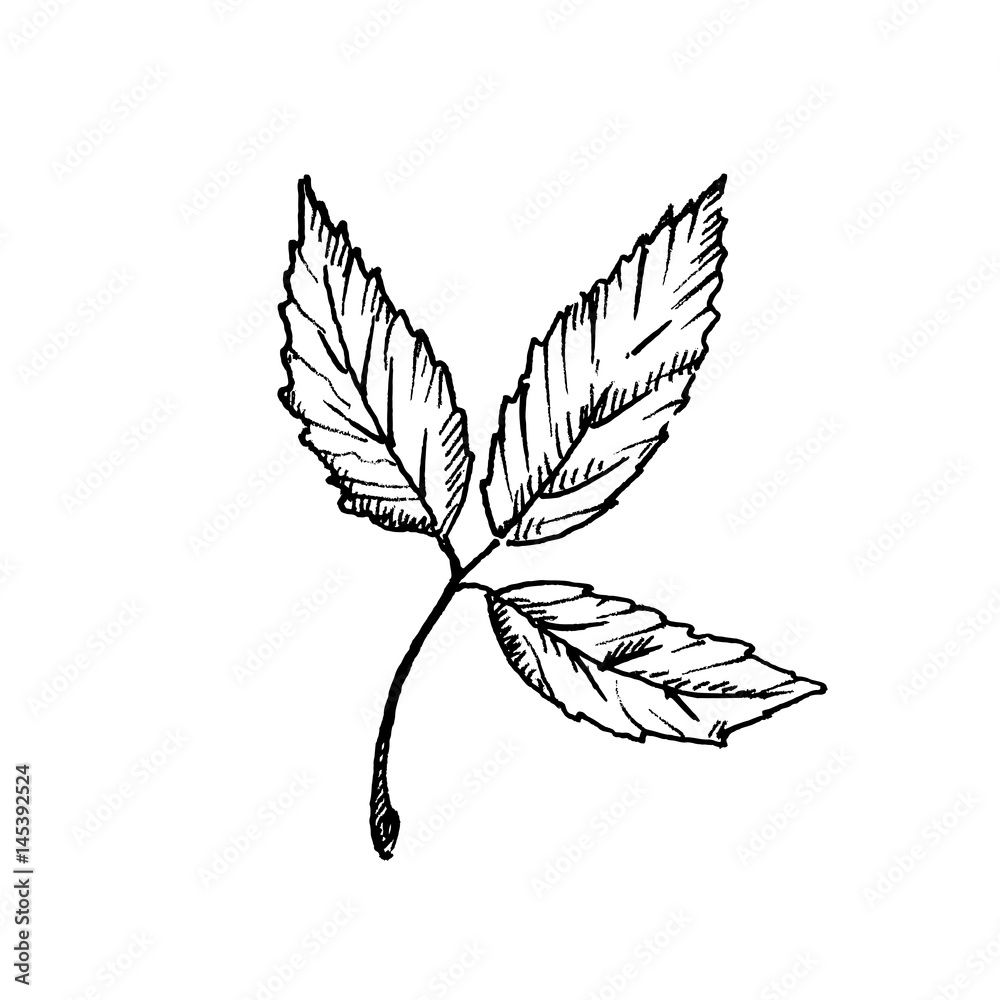 Hand drawn peony leaf isolated on white background. Sketch, vector illustration.